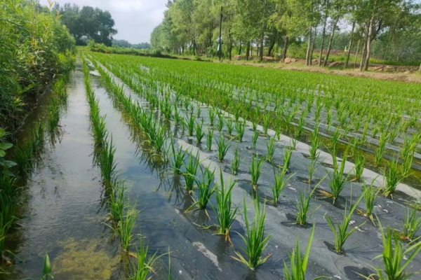 环保新选择：PBAT在四大可降解塑料中的优势解析