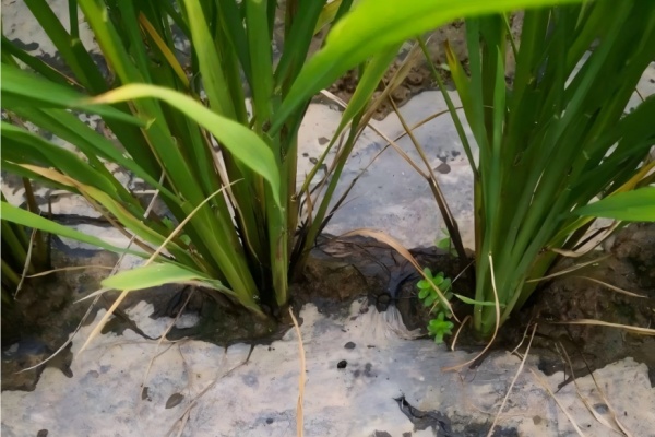 为什么有些可降解塑料地膜写着&ldquo;可降解&rdquo;，却三年不烂？