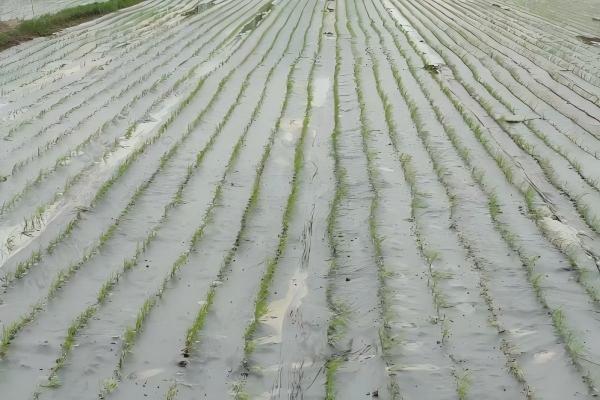 传统地膜难处理？全覆膜 + 全生物降解地膜 = 睿安集团给出的真实解决方案