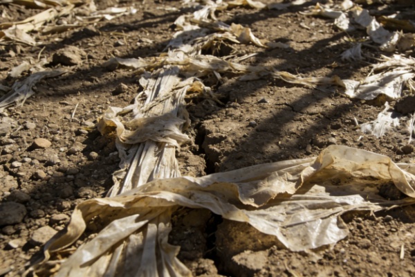 全生物降解膜：从&ldquo;白色污染&rdquo;到绿色农业的新选择&mdash;&mdash;睿安集团的实践观察