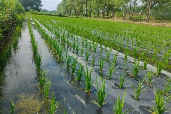 免回收、省人工：睿安集团全生物降解地膜原料如何降低田间管理成本