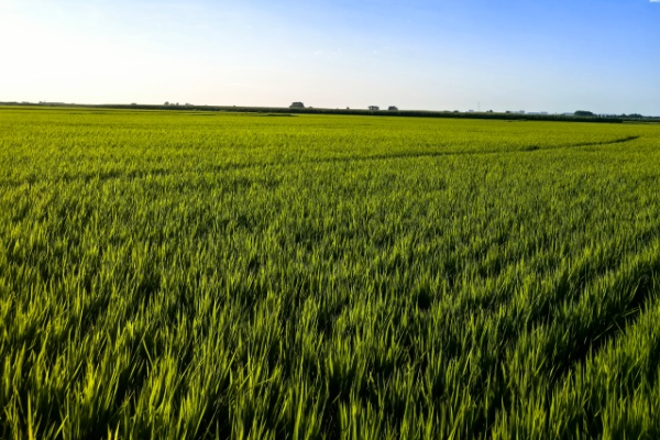 可降解地膜使用后水稻苗更齐