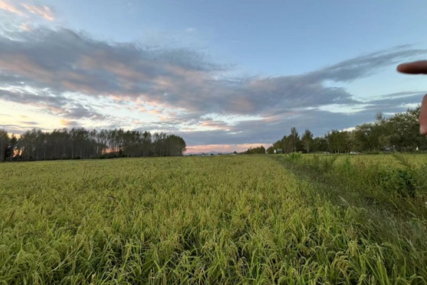 使用生物降解农用地膜的生长水稻